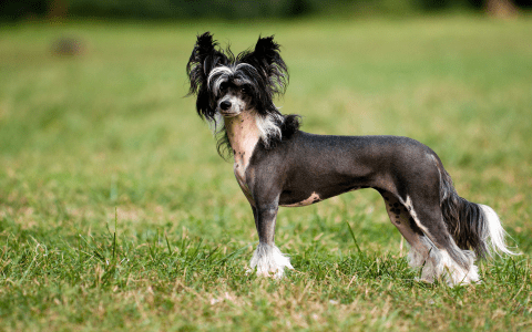 Chinese Rat Dog Breed Info: Are These Rare Dogs Right for Your Family?