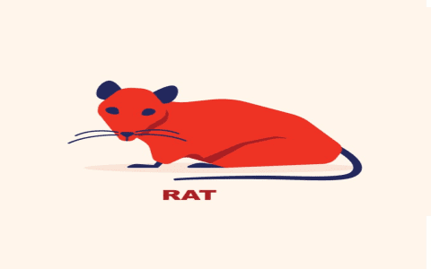 Tiger Rat Love Match: Understanding Their Compatibility (Easy Guide to This Zodiac Combination)