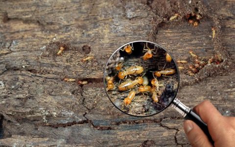 If you happen to see signs of termites in mulch around your garden beds, do not ignore them: heres your guide to early detection.