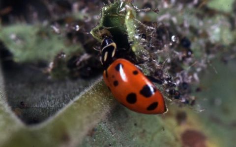 What are those tiny black bugs in Florida? Find out what they are and how to stop them.