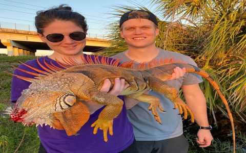 Natural Iguana Deterrent: Safe Ways to Repel Iguanas