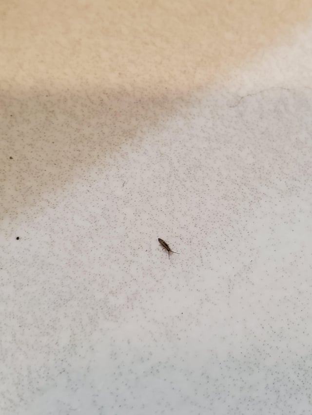 Are small black insects in bathroom a big problem? Learn how to stop them now.