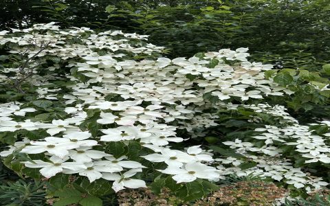 What are the best trees with white bark? Check out these popular choices for beautiful yards!