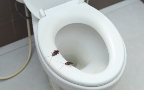 Are small black insects in bathroom a big problem? Learn how to stop them now.