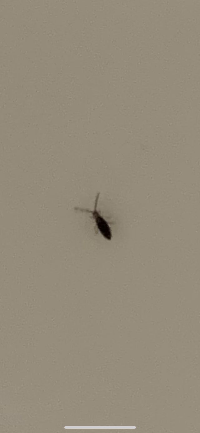 What are these little black bugs in bathroom? Identify them and learn how to get rid of them fast.