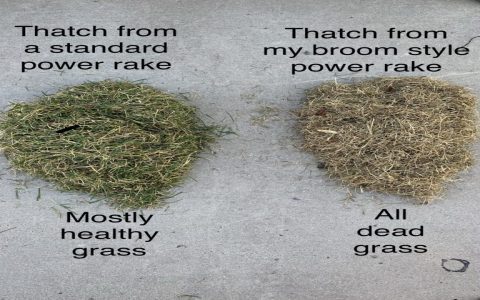 Power rake vs dethatching: What are the actual results? Get a truly better looking lawn this season.