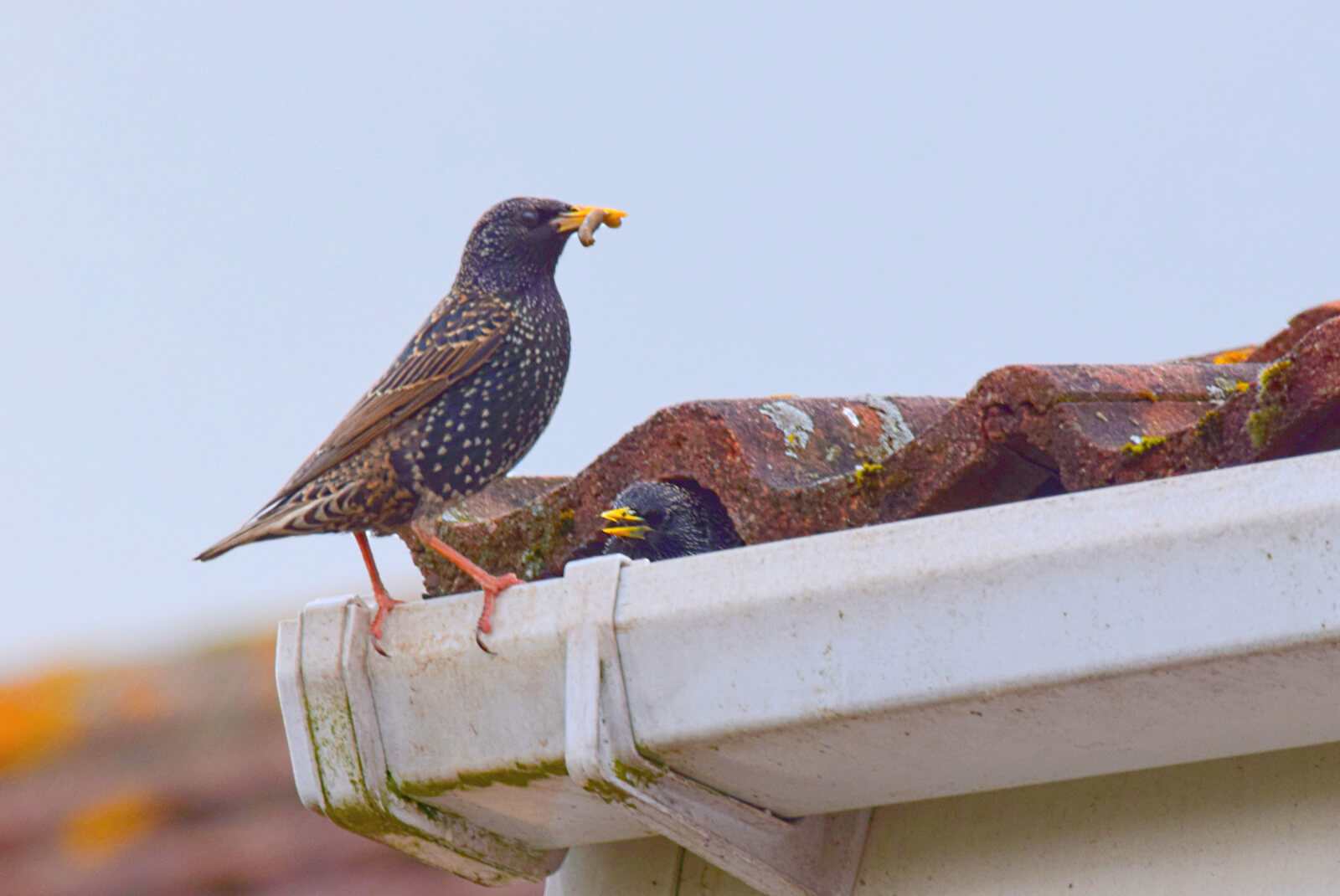 How to improve starling bird control results? Expert tips for keeping those birds away for good!