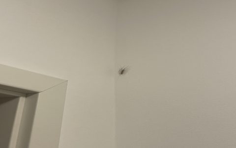 How to get rid of tiny black bugs in bathtub fast? (Try these easy and effective methods for a bug-free bathroom)