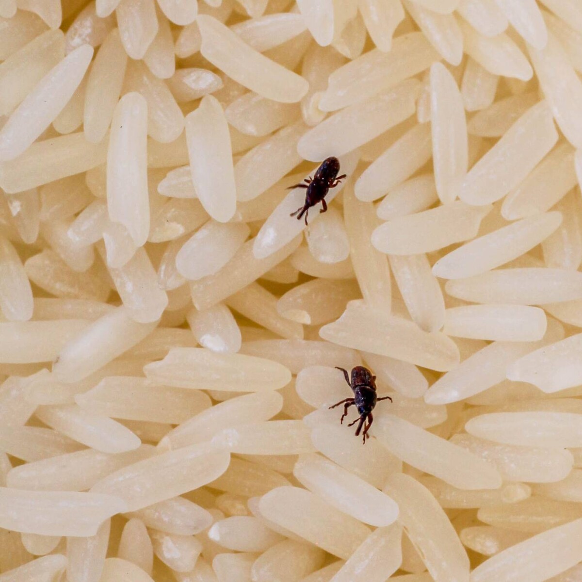 Learn how to get rid of rice weevils (Simple tricks for a clean, bug-free kitchen)