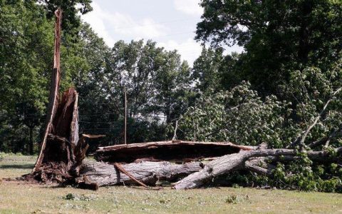 Will Tordon kill surrounding trees? Heres what you absolutely must know to keep them safe.
