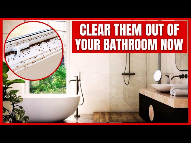 How to get rid of tiny black bugs in bathtub fast? (Try these easy and effective methods for a bug-free bathroom)