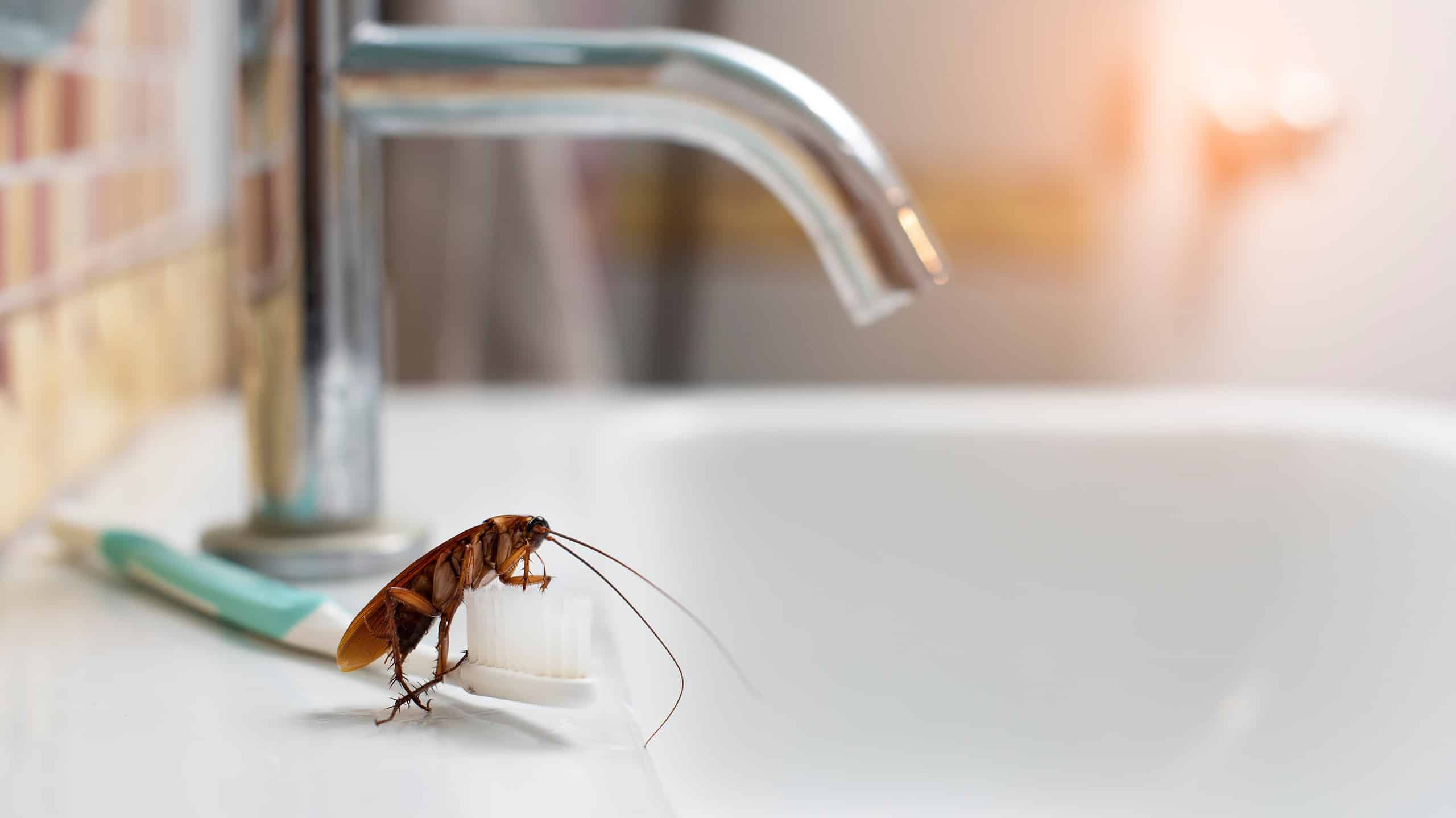 How to get rid of small brown bugs in bathroom? Try these easy, quick methods.