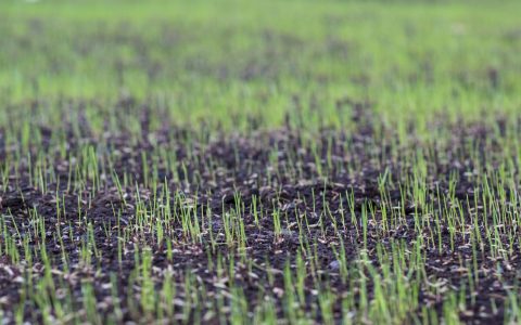 What are the benefits of a hydroseeder? See why it's the best choice for fast grass growth.