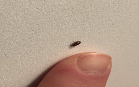 Seeing little black bugs in kitchen often? Learn how to identify and eliminate them fast.