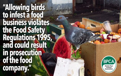 How to improve starling bird control results? Expert tips for keeping those birds away for good!