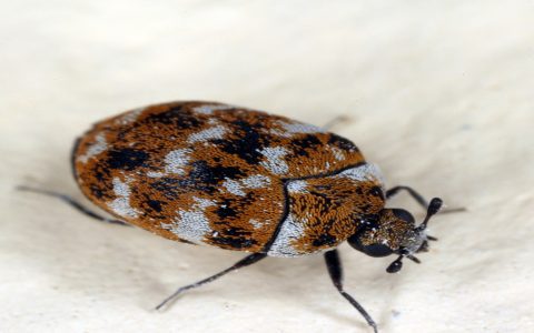 What are these little black bugs in bathroom? Identify them and learn how to get rid of them fast.