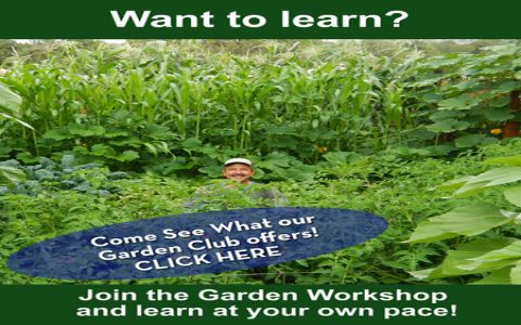 Why rock salt kills weeds so well? Understand the science and try this easy garden guide.