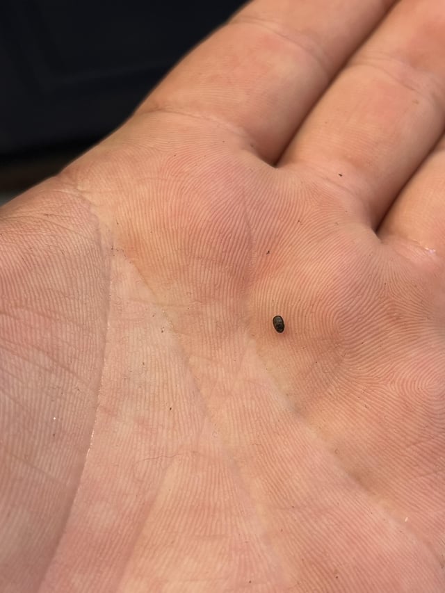 How to identify tiny tiny black bugs in bathroom and what steps to take for removal.
