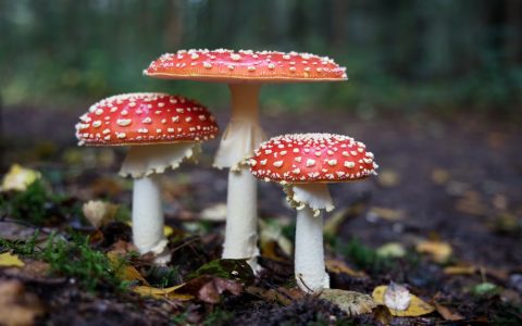 Want a mushroom-free lawn? Lets kill mushrooms in lawn with these cool tips.