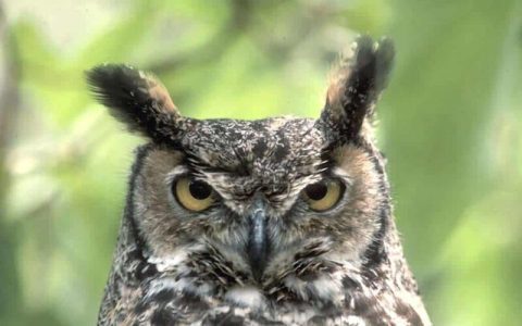 Where to find owls in Indiana easily? (Top places for seeing these birds in Indiana)