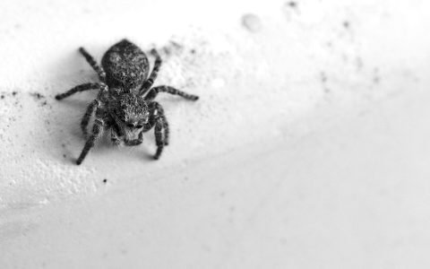 What are these tiny black bugs in bathroom? Identify them fast and learn what to do.