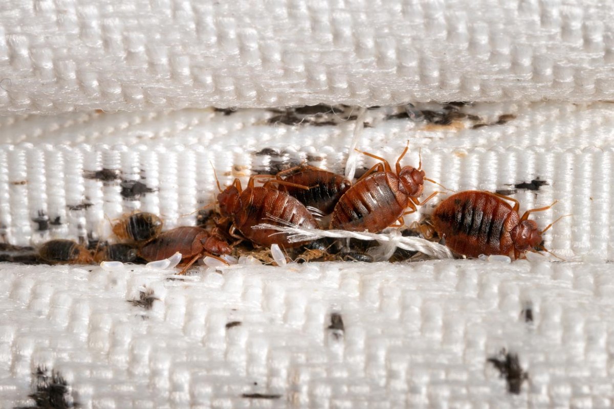Seeing bugs that leave brown stains on walls? Here are simple ways to remove those marks.