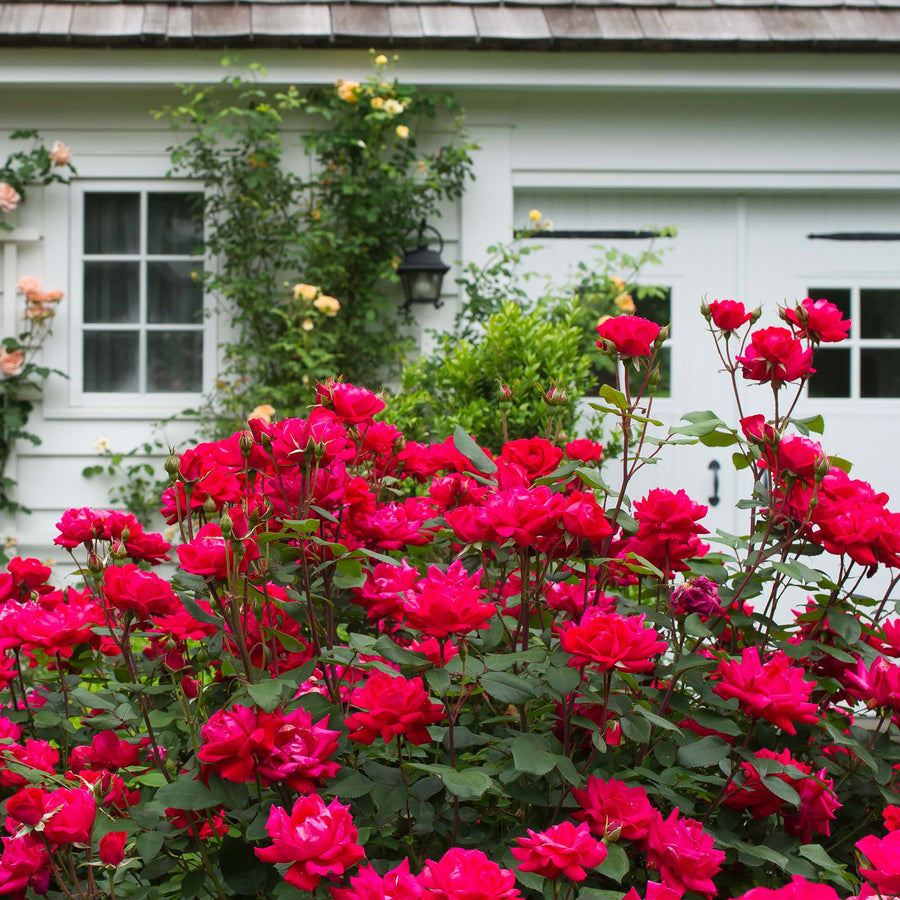 Where can you buy great red shrubs for landscaping? (Explore top nurseries for your garden needs!)