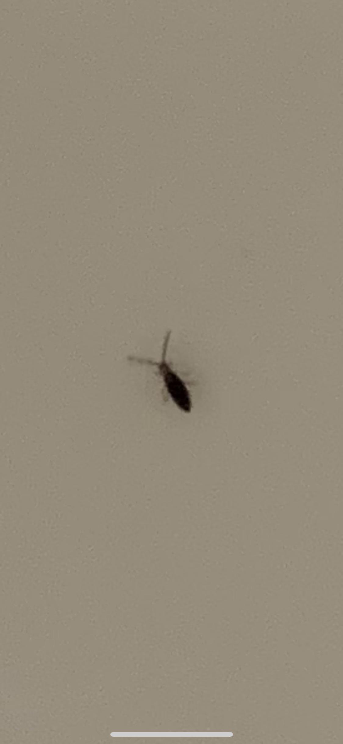 What are those tiny black bugs in shower? (We explain what they are and how to remove them)