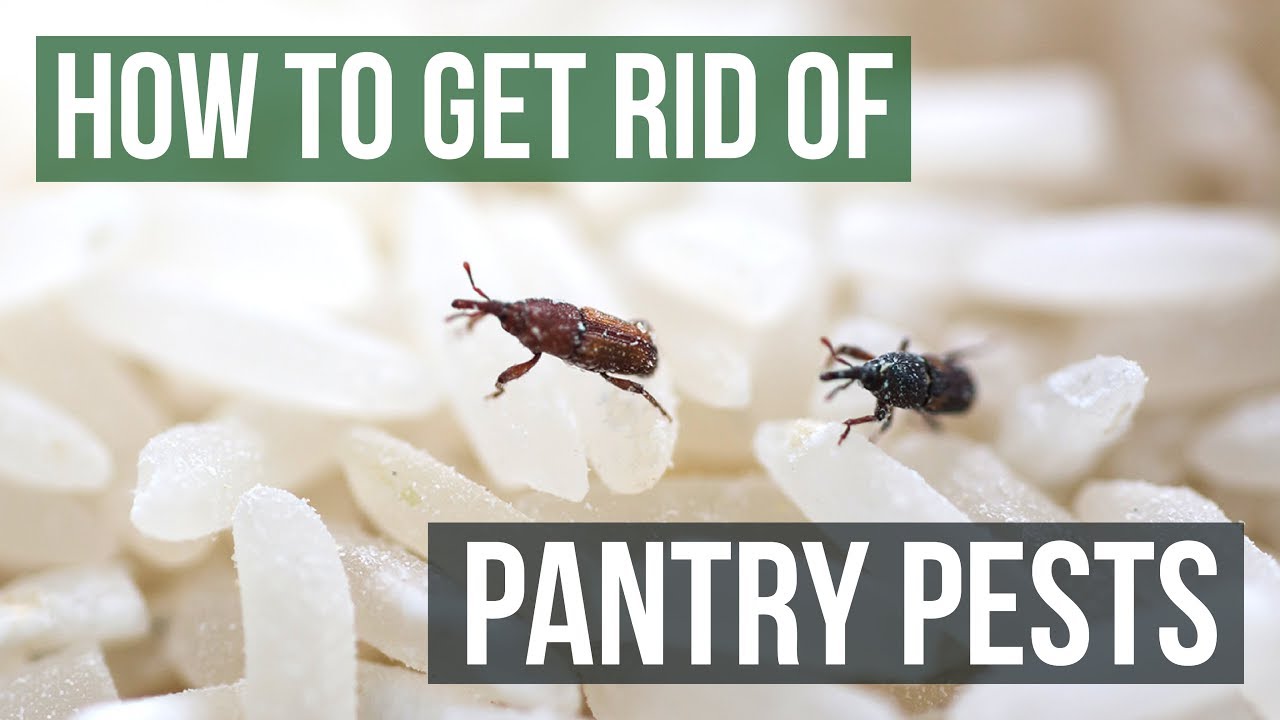 Learn how to get rid of rice weevils (Simple tricks for a clean, bug-free kitchen)