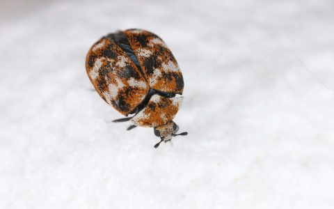 Learn how to get rid of rice weevils (Simple tricks for a clean, bug-free kitchen)