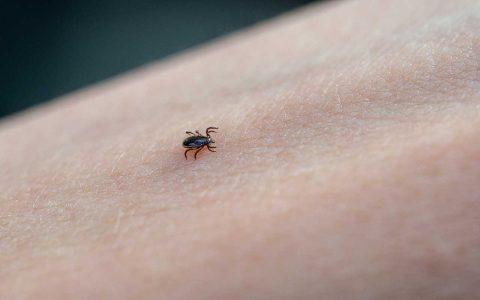 Are bathroom bugs black tiny black harmful or just annoying? Getting the facts on these common invaders.
