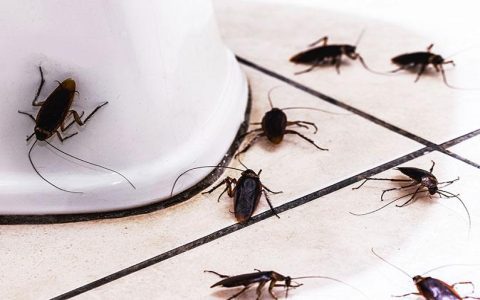 Identify small tiny black bugs in bathroom now easy!