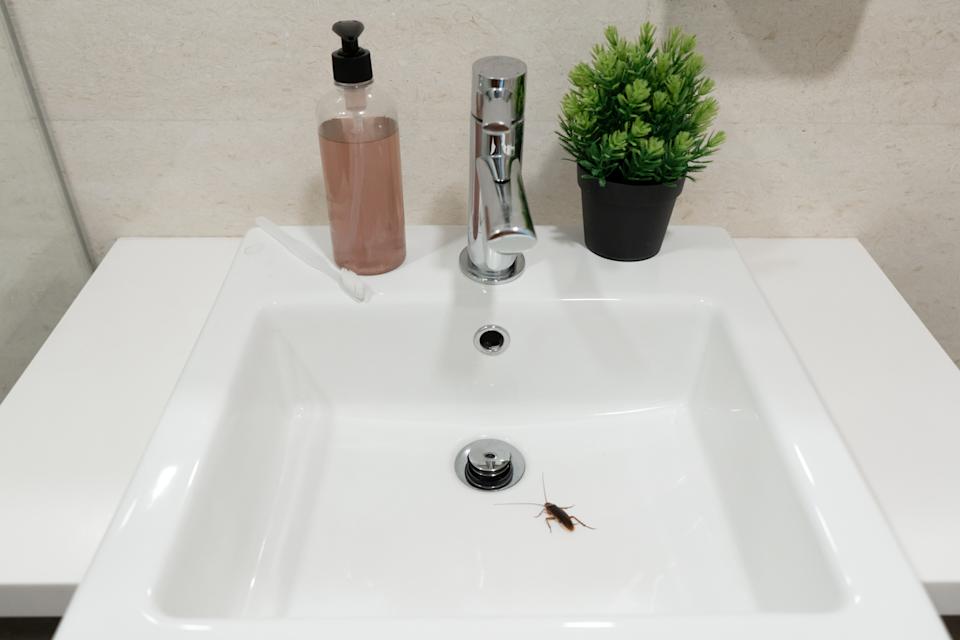 Why are very small black bugs in bathroom suddenly here? (Find out what draws them in)