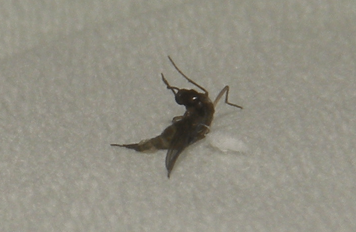 Are small black insects in bathroom a big problem? Learn how to stop them now.