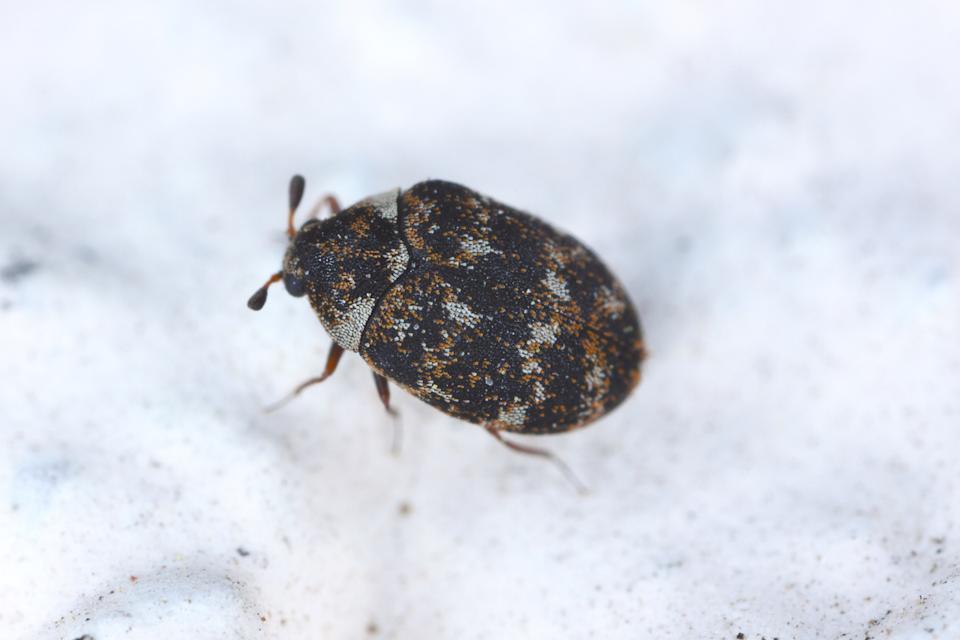 Seeing little black bugs in kitchen often? Learn how to identify and eliminate them fast.