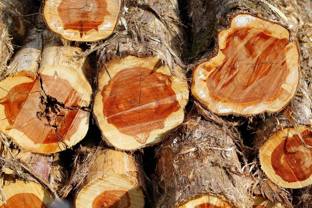 Fir vs Pine Firewood: Which is Better for Your Fire? Easy Tips to Help You Choose.