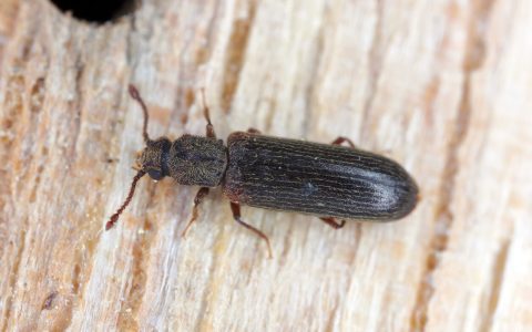 What are these small black bugs kitchen? Learn how to identify and quickly eliminate them.