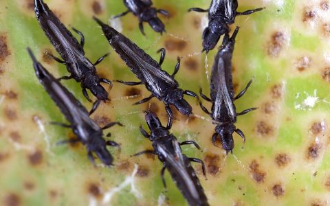 Wondering why you have very tiny black bugs in bathroom? Understand the main causes and prevention tips.