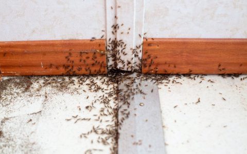 How to get rid of small brown bugs in bathroom? Try these easy, quick methods.