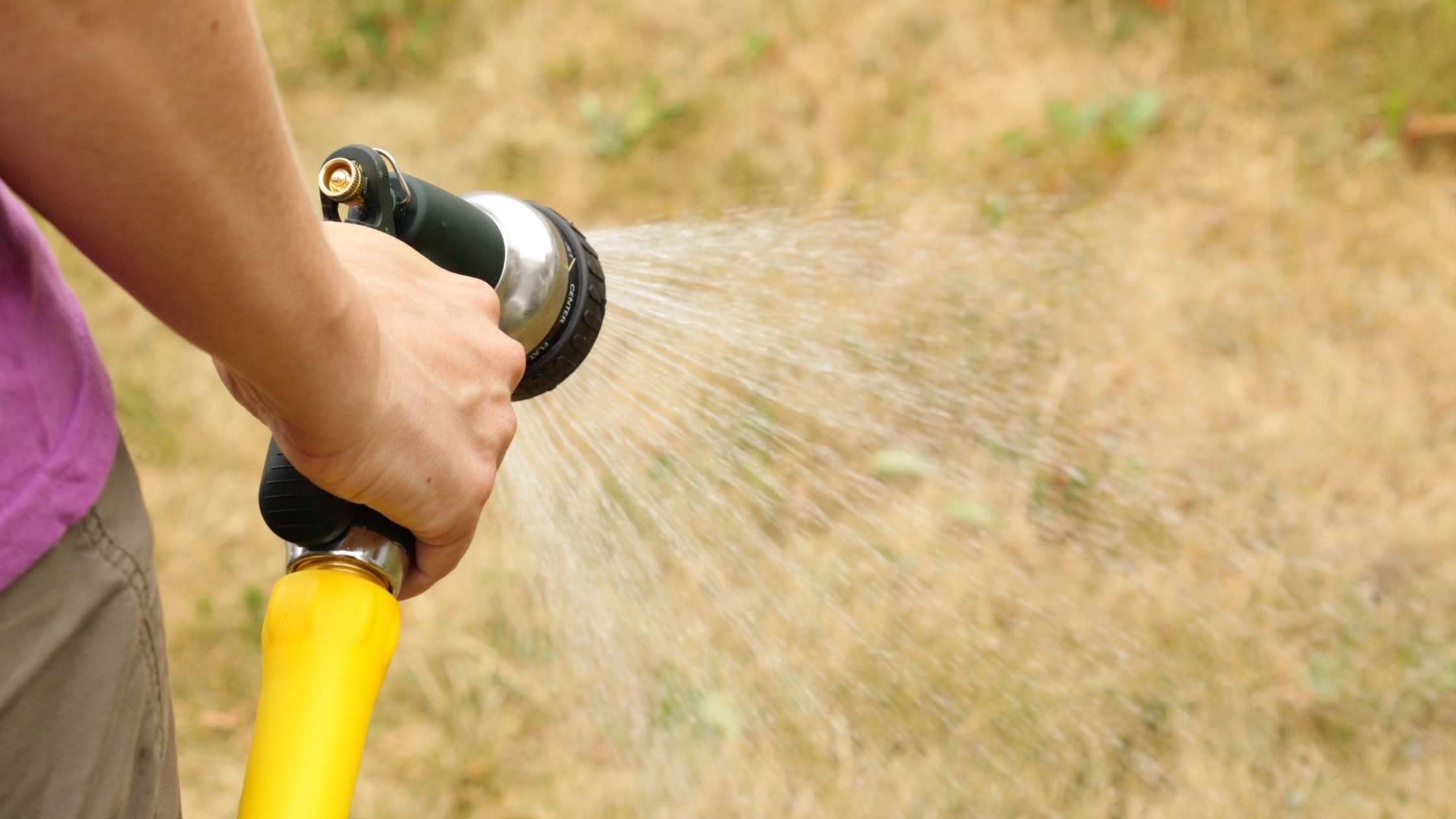 Curious if will watering dead grass bring it back? Understand when its possible and when its not.
