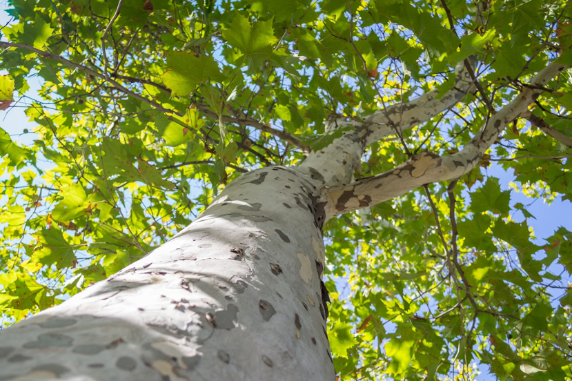 What are the best trees with white bark? Check out these popular choices for beautiful yards!