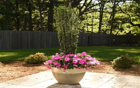 Where can you buy great red shrubs for landscaping? (Explore top nurseries for your garden needs!)