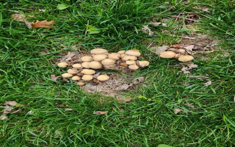 Easy tips to kill mushrooms in grass: A complete guide