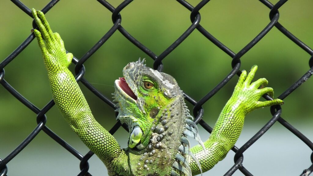Natural Iguana Deterrent: Safe Ways to Repel Iguanas