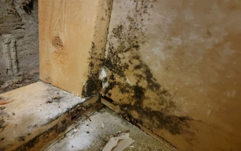 Wood Rot vs Black Mold: How Can You Tell Them Apart? Simple Ways to Identify Each One.
