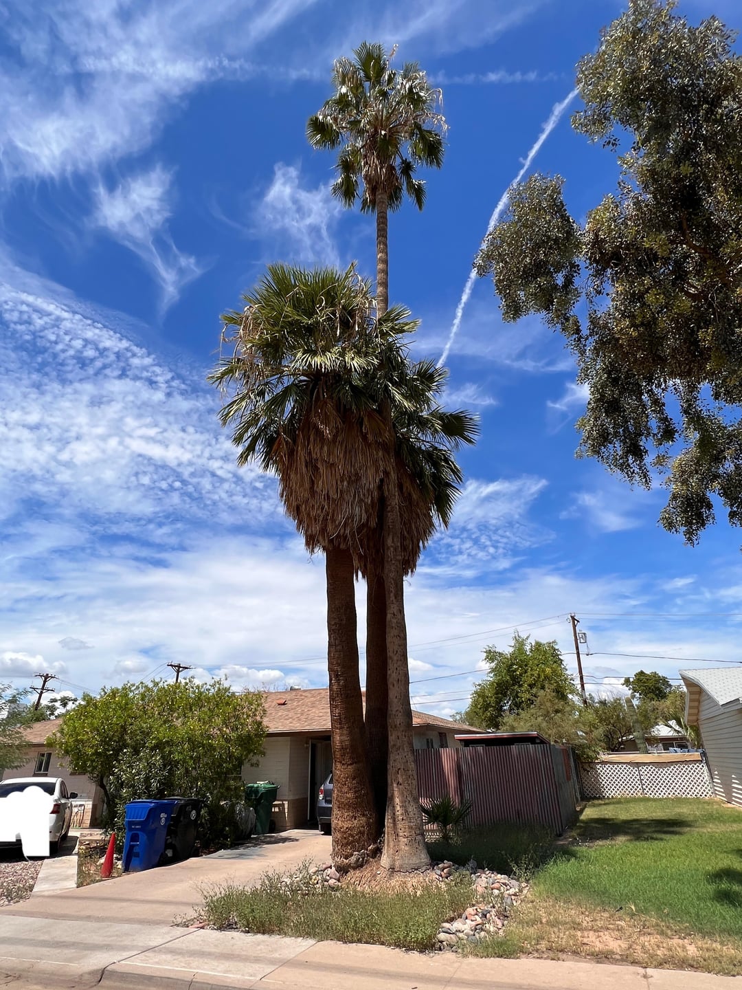 Palm removal cost made easy (Know exactly what you should plan to spend on it)