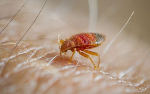 Seeing bugs that leave brown stains on walls? Here are simple ways to remove those marks.