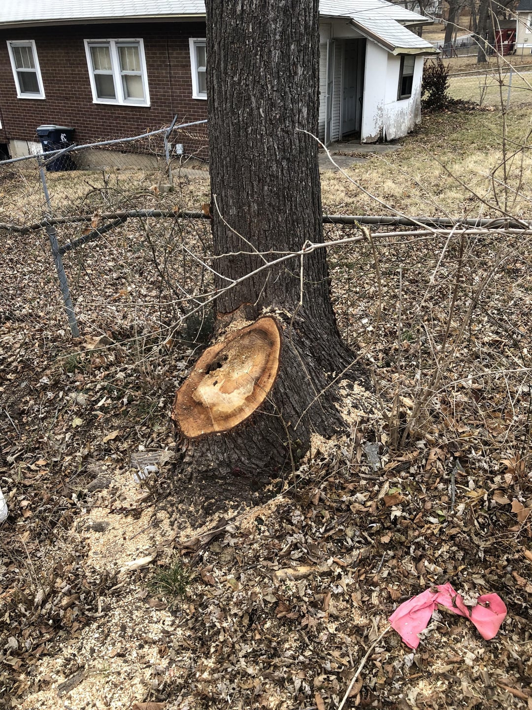 Will Tordon kill surrounding trees? Heres what you absolutely must know to keep them safe.