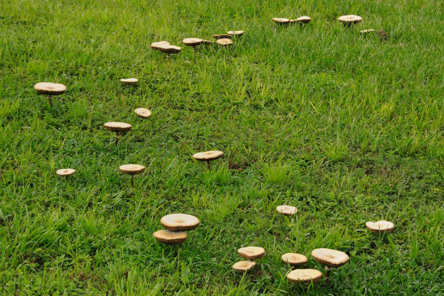 Want a mushroom-free lawn? Lets kill mushrooms in lawn with these cool tips.