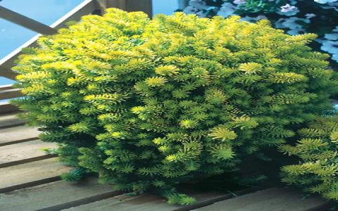 Is catmint deer resistant for sure? Yes, learn what makes it a top choice for deer-free yards.